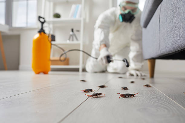 Post-Treatment Bed Bug Interceptor Monitoring in Stacy